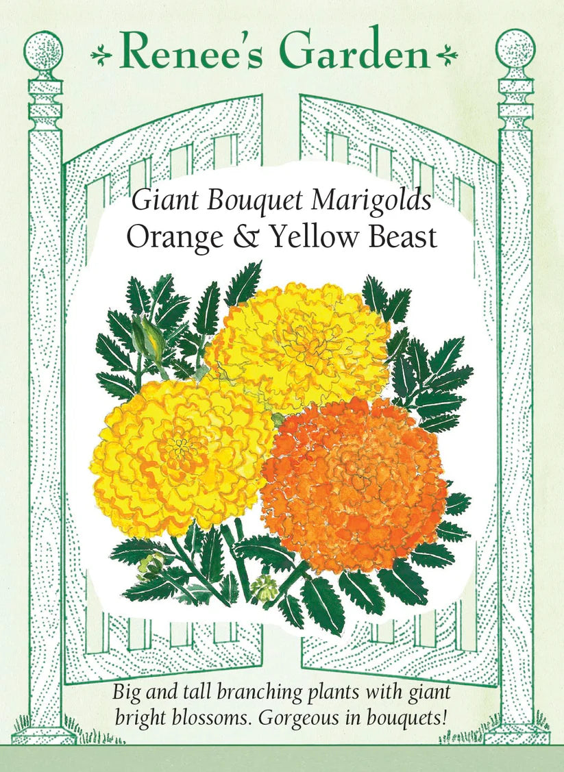 Marigolds - Orange & Yellow Beast