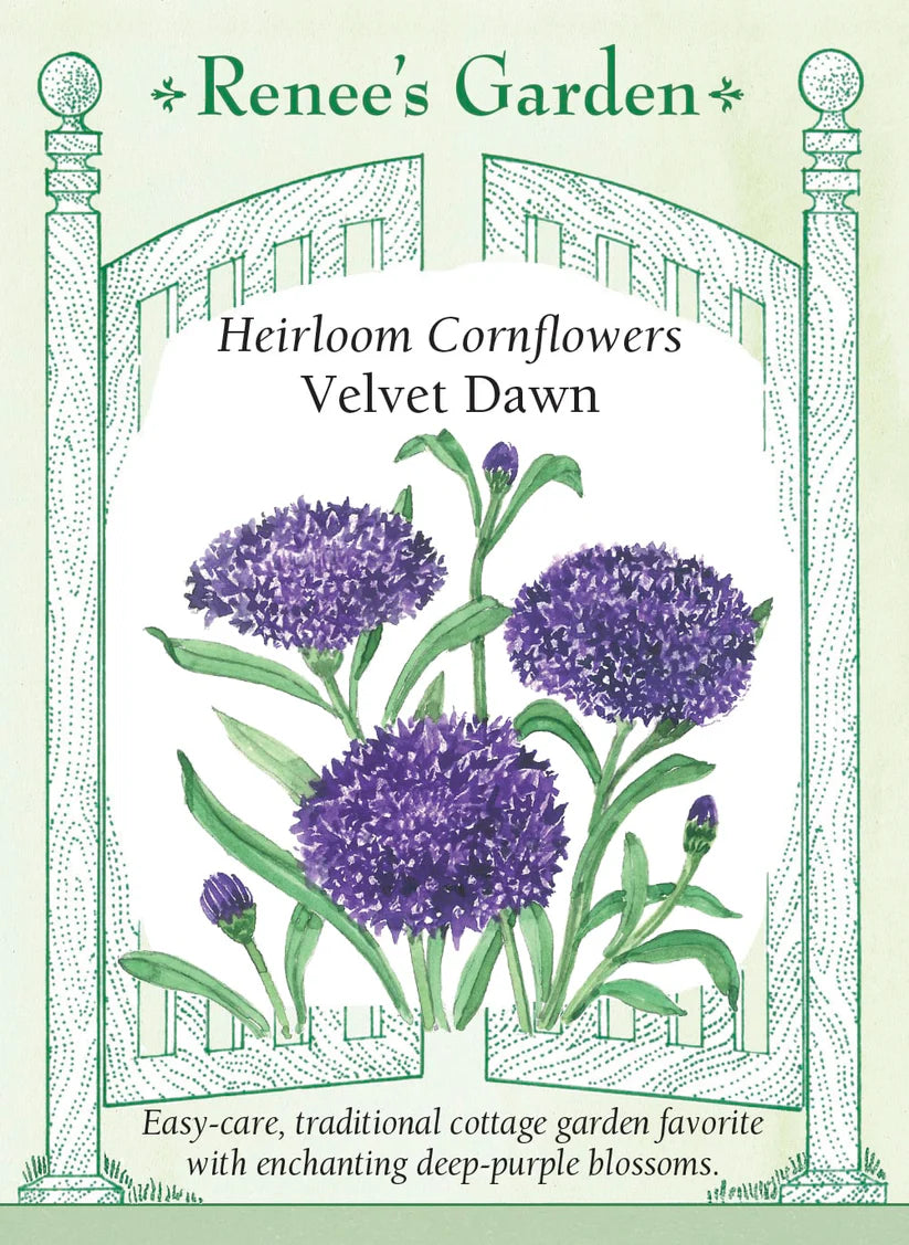 Cornflower - Cornflower Velvet Dawn