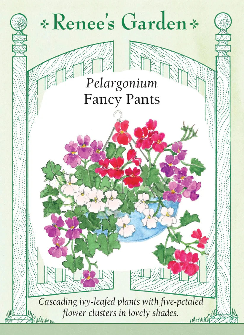 Pelargonium - Fancy Pants