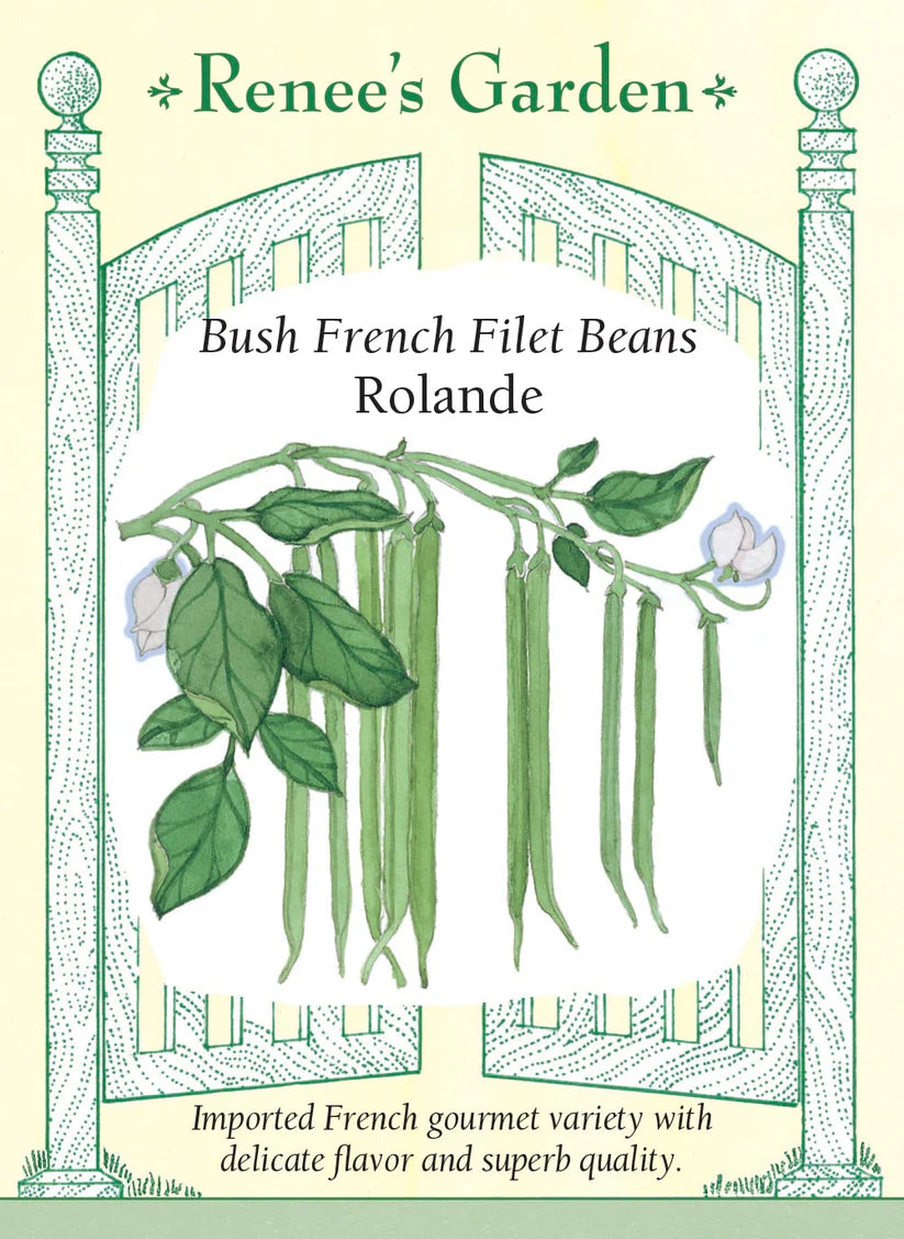 Bush Bean - Rolande French