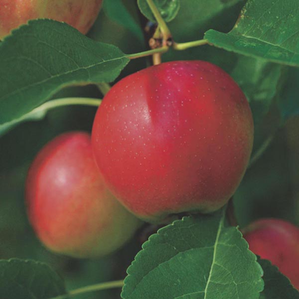 Apple - Malus 'Summerred'