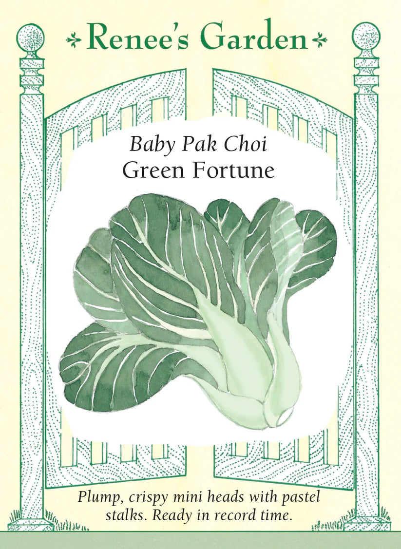 Pak Choi - Baby Green Fortune