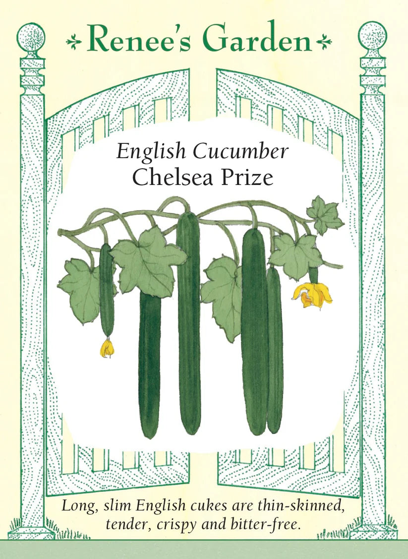 Cucumber - Chelsea Prize Cucumber