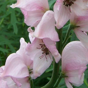 Aconitum napellus 'Rubellum'