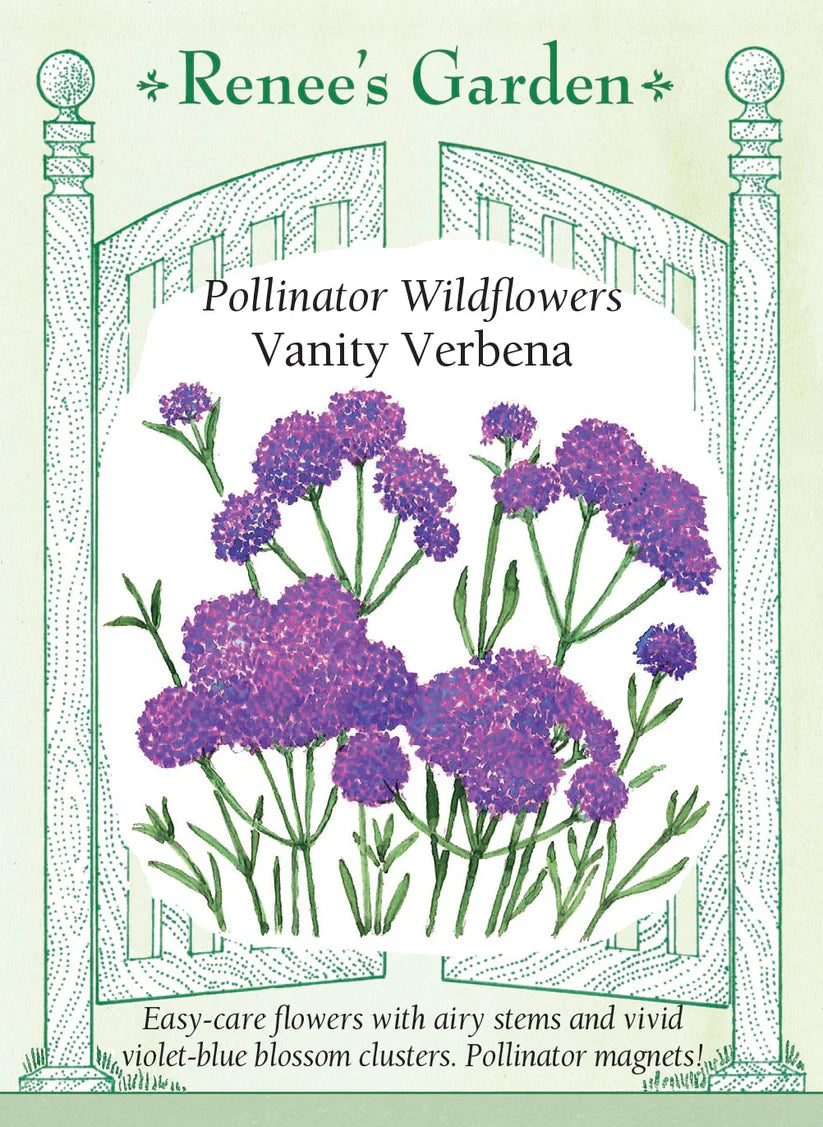 Verbena - Vanity
