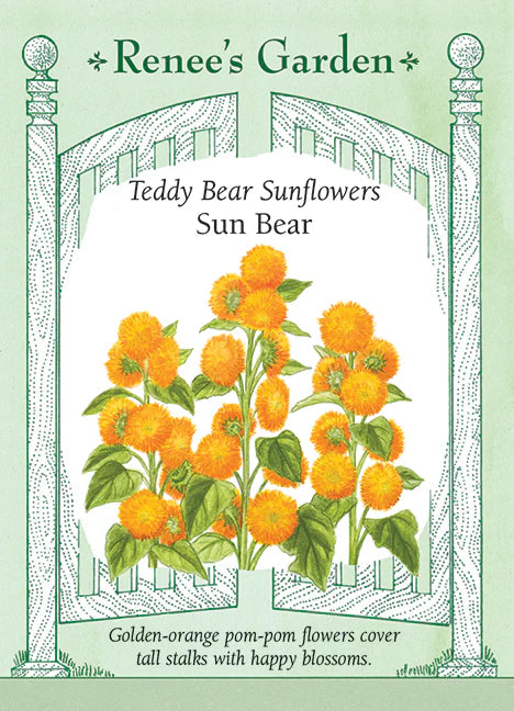 Sunflower - Sun Bear