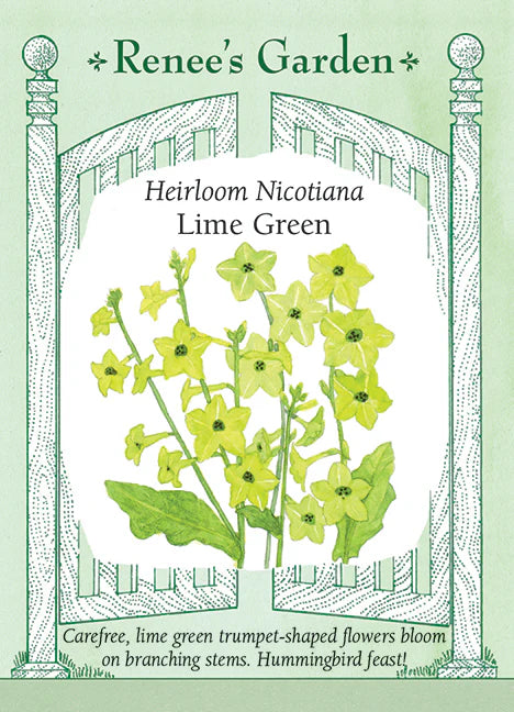 Nicotiana - Lime Green