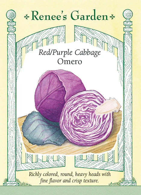 Cabbage - Omero