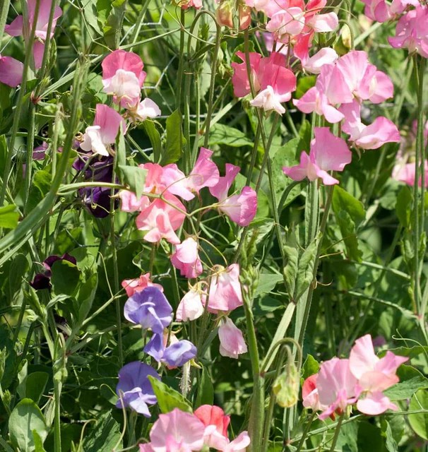 Sweet Peas - Royal Family Blend