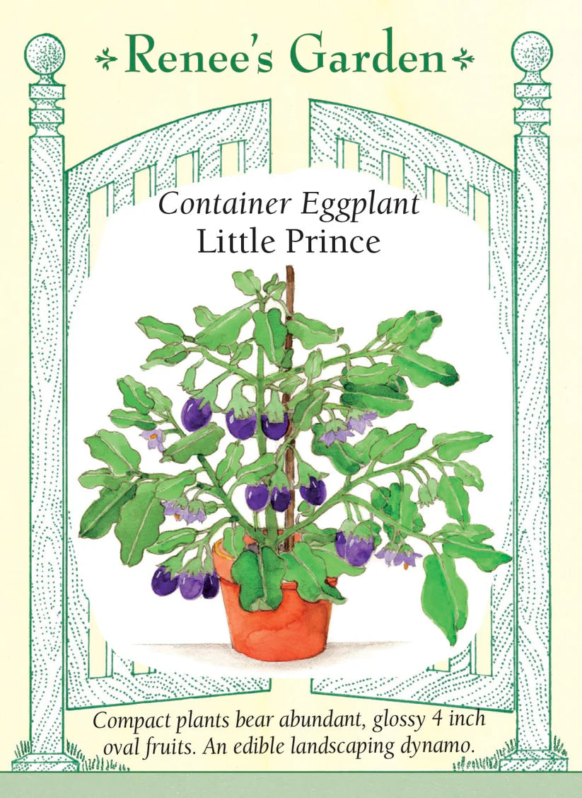 Eggplant - Little Prince Container