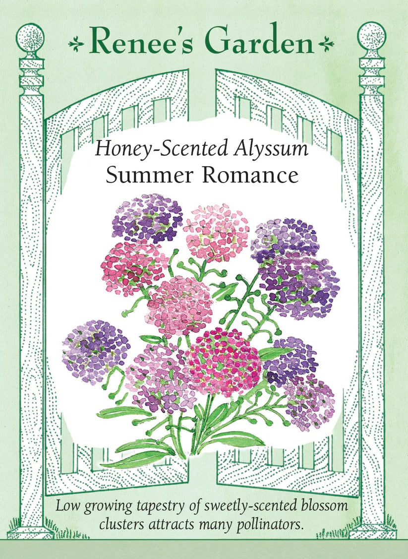 Alyssum - Summer Romance Alyssum