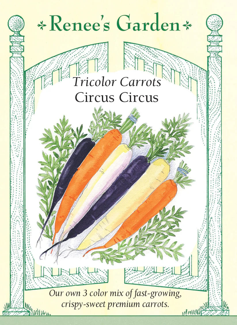 Carrot - Circus Circus Tri-Colour