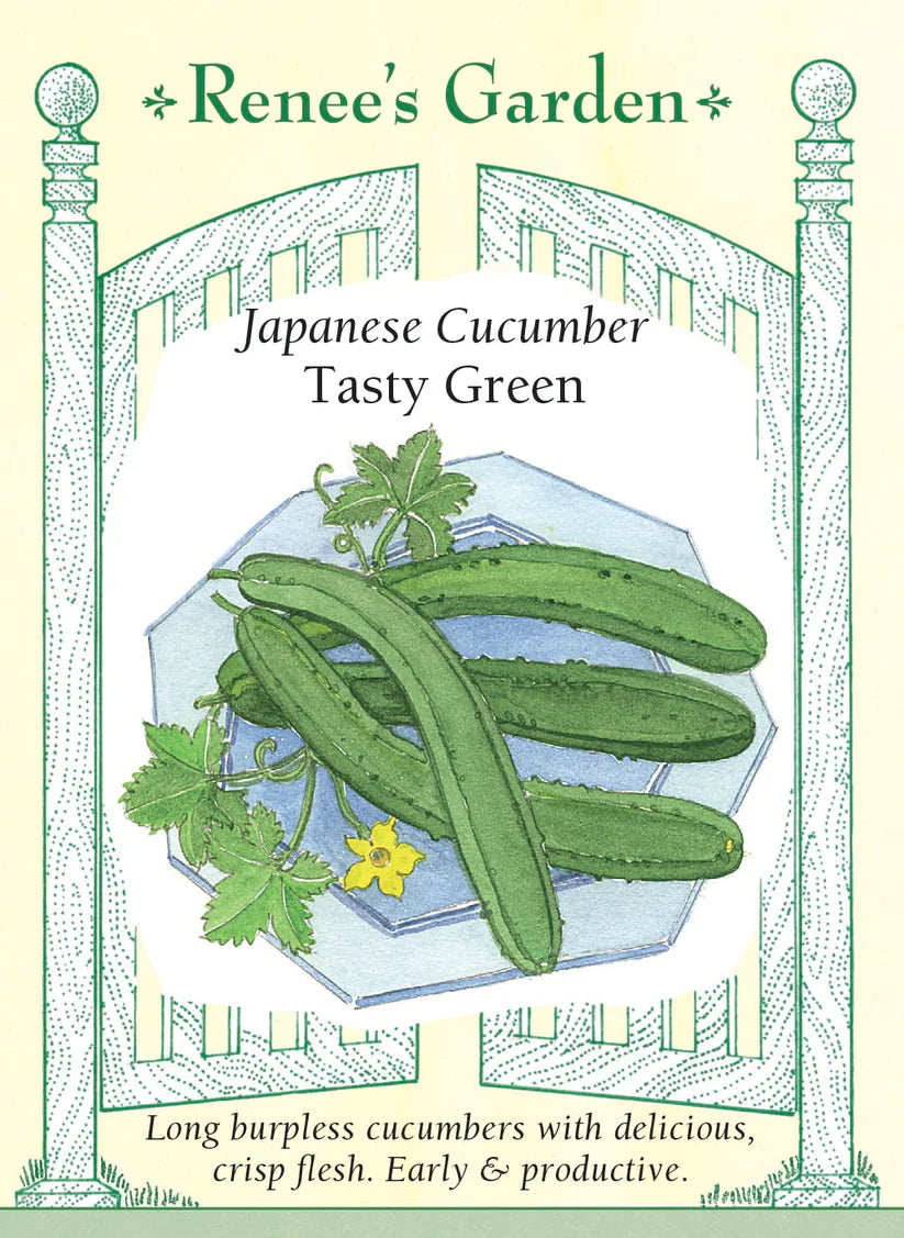 Cucumber - Cucumber  Japanese Tasty Green