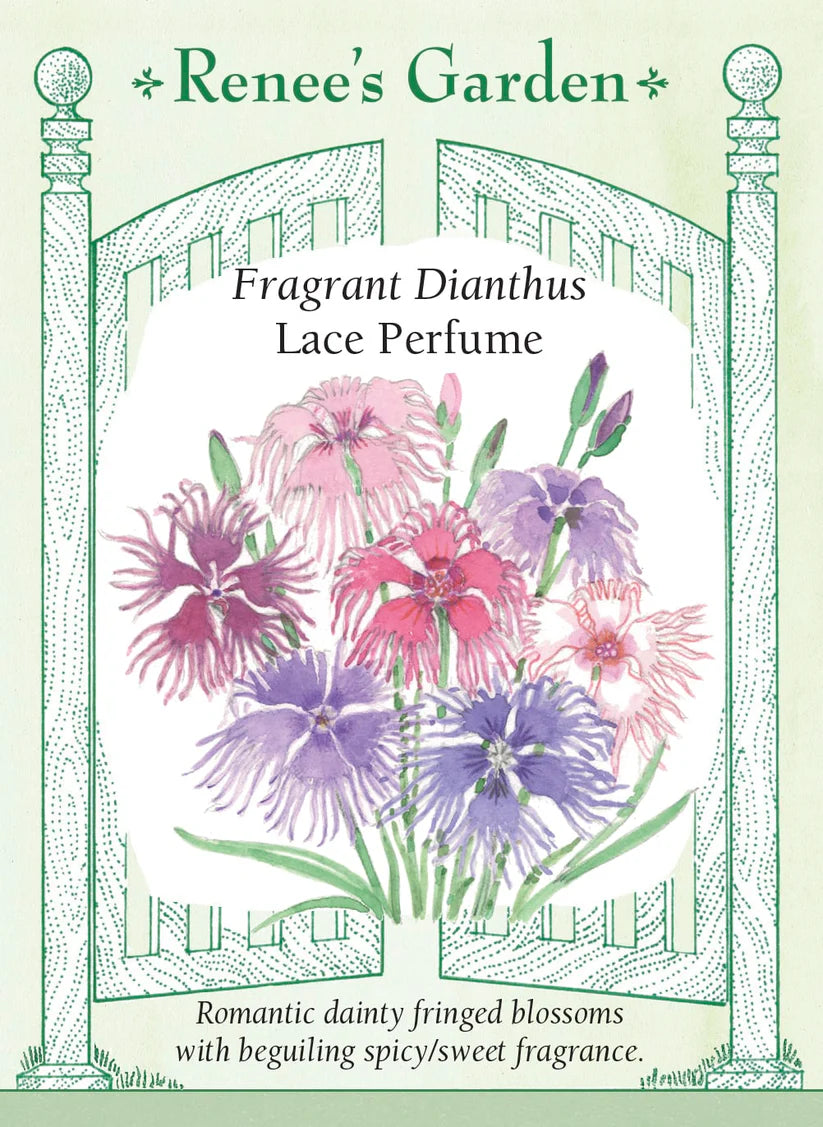 Dianthus - Lace Perfume