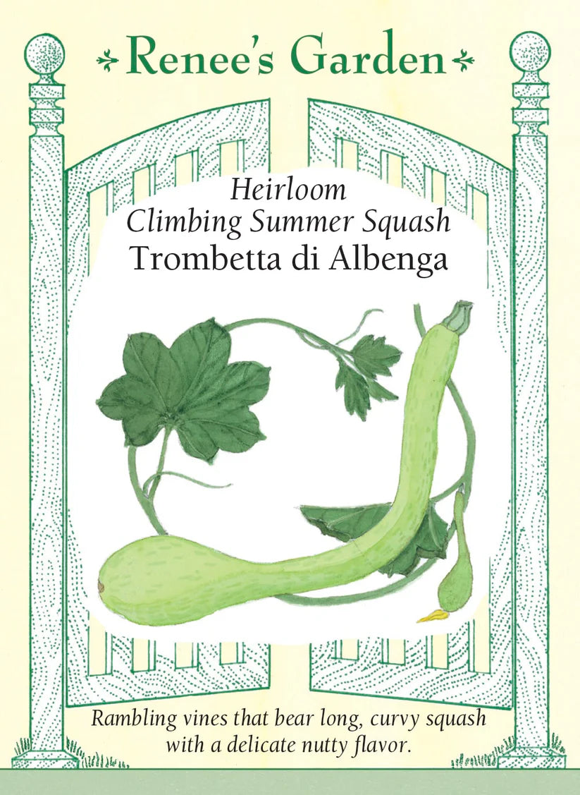 Squash - Squash Summer Trombetta di Albenga