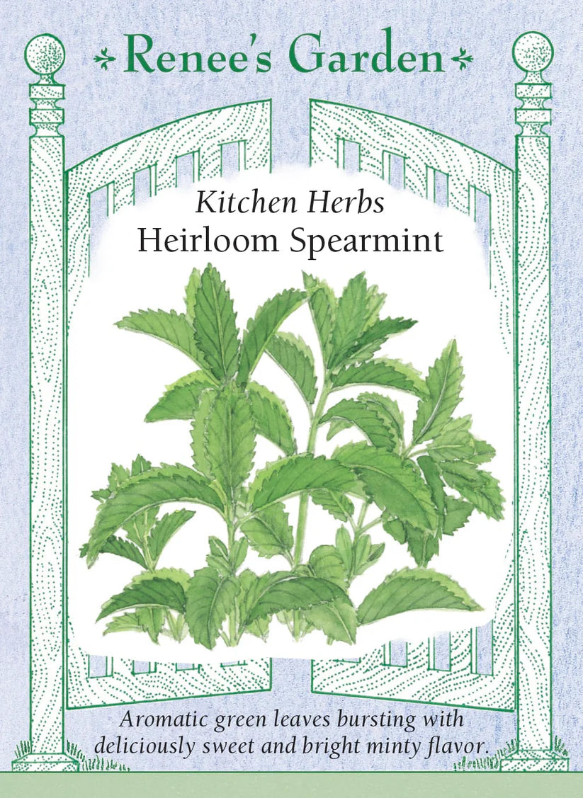 Spearmint -  'Italian'