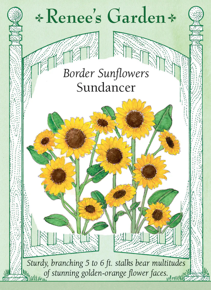 Sunflower - Sunflower Sundancer