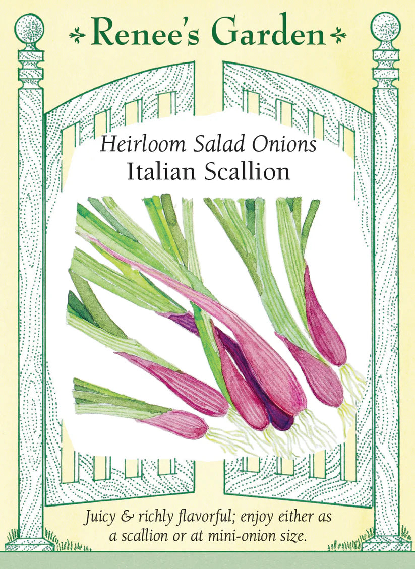 Onions - Italian Scallions