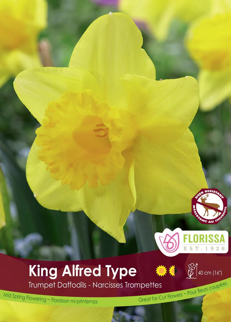 Narcissus 'King Alfred'