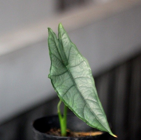 Alocasia 'Dragon's Breath' – Green Thumb Garden Centre