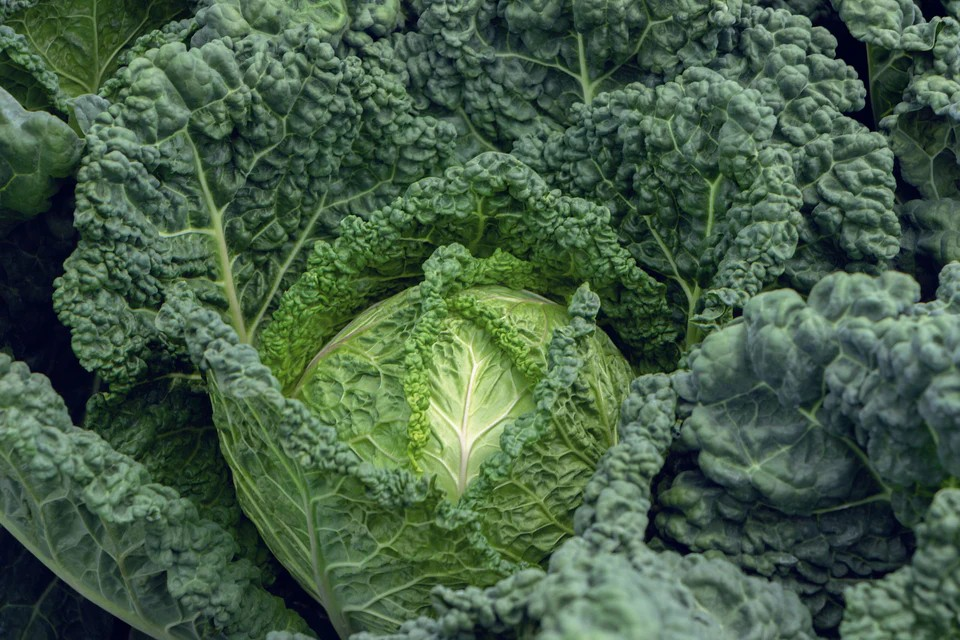 Cabbage - Famosa F1 Organic