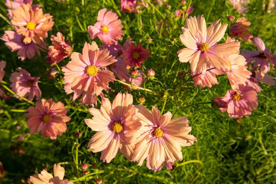 Cosmos - Apricotta