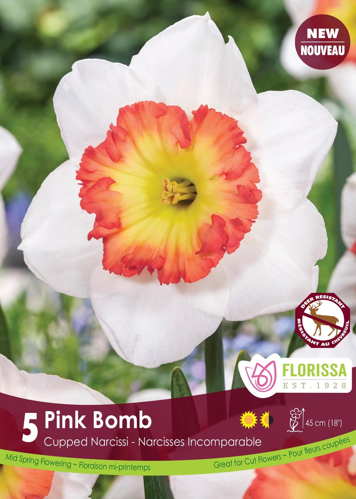 Narcissus Cupped 'Pink Bomb'