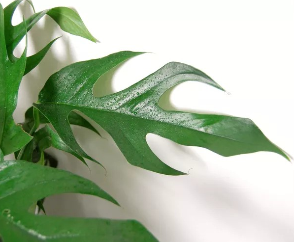 Epipremnum pinnatum 'Baltic Blue'