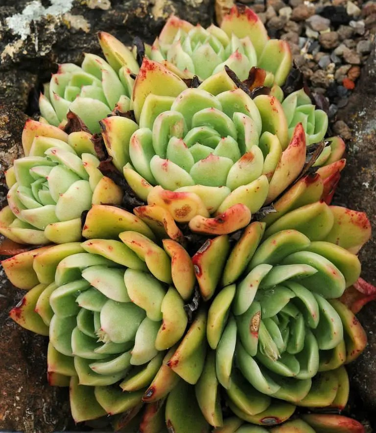 Echeveria 'Green Gilva'