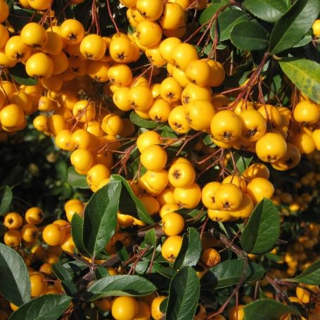 Pyracantha 'Saphyr Yellow'