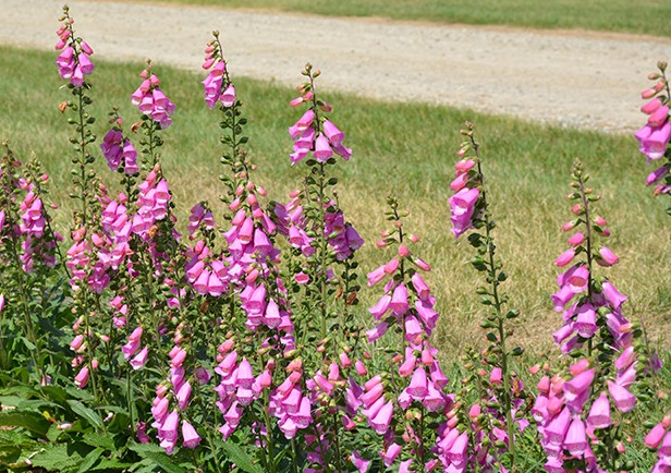 Digitalis 'Pink Panther'