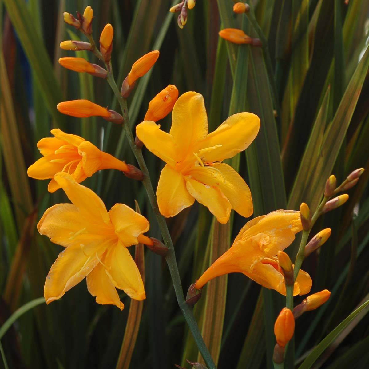 Crocosmia 'Twilight Fairy Gold'