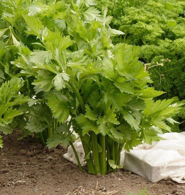 Celery - Victoria F1 Pelleted