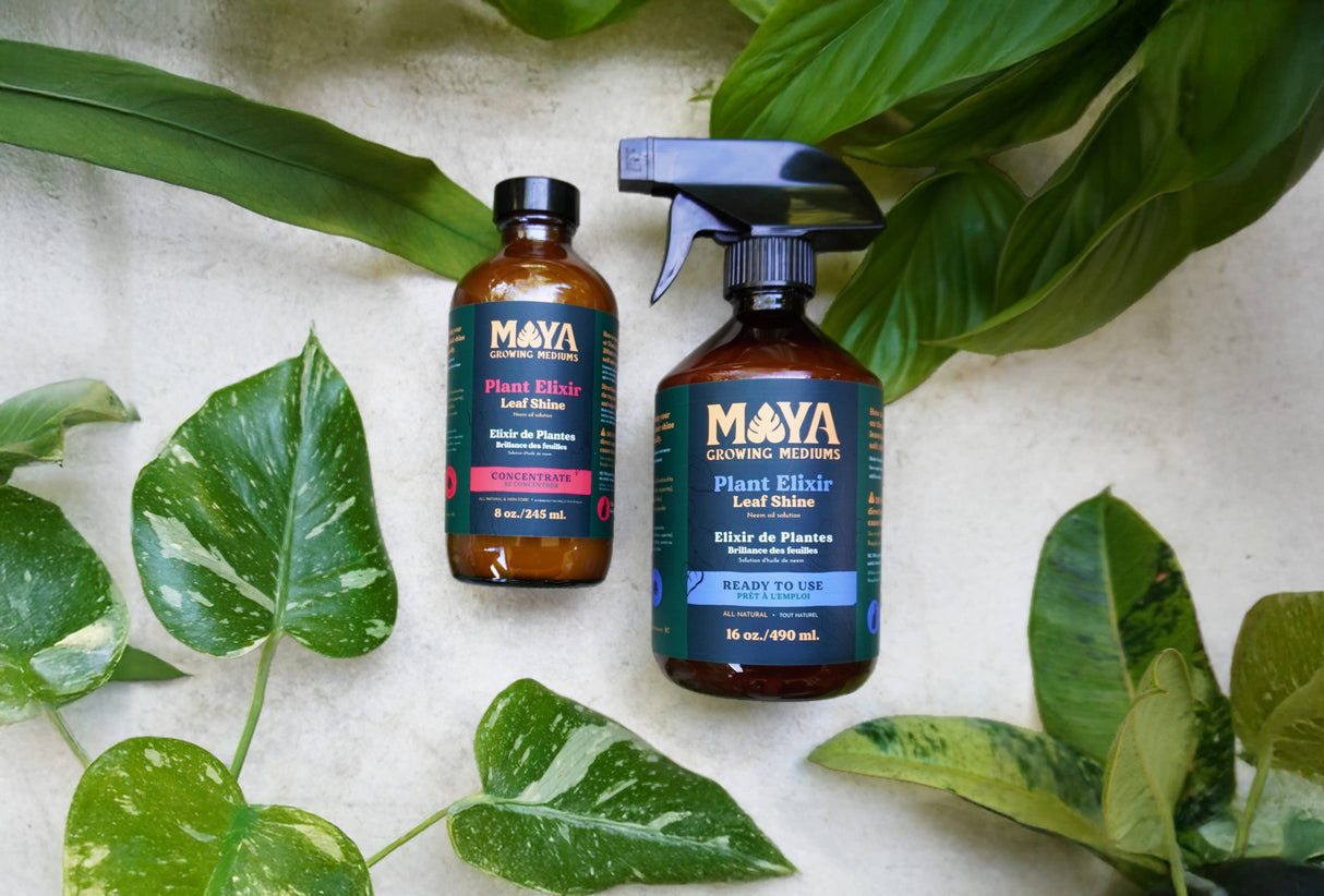 MAYA Plant Elixir -Concentrate