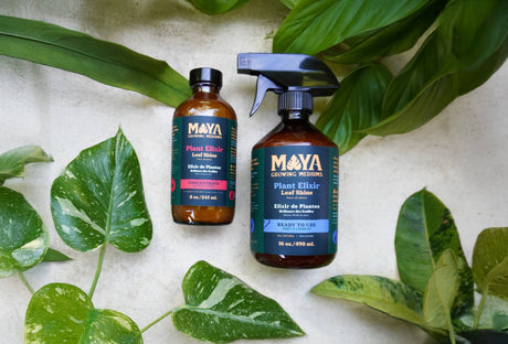 MAYA Plant Elixir -Concentrate