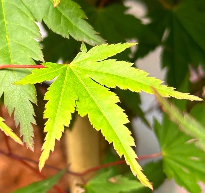 Acer palmatum 'Limelight'