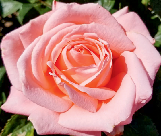 Rosa 'Heavenly Scented'