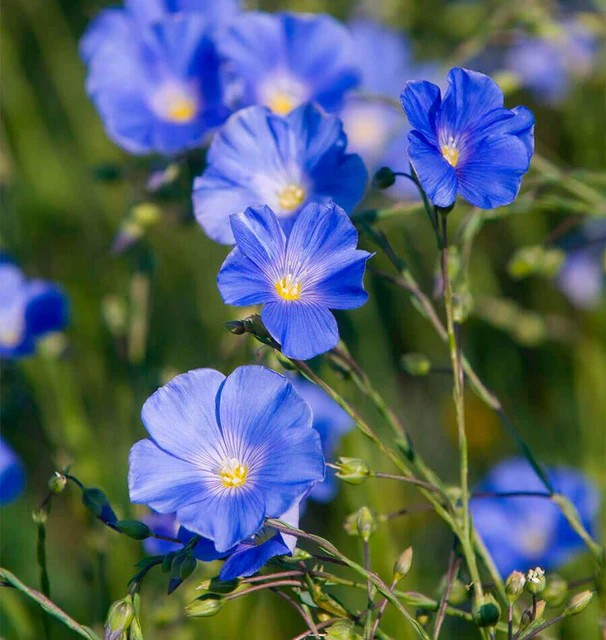 Linum - Lewis Flax