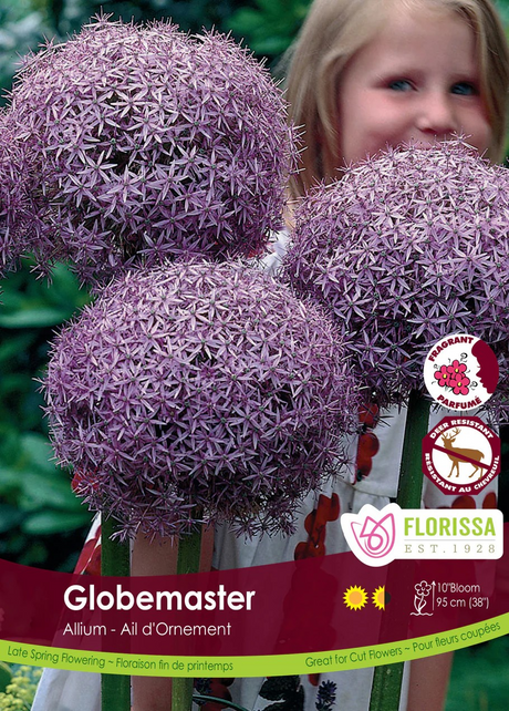 Allium 'Globemaster'