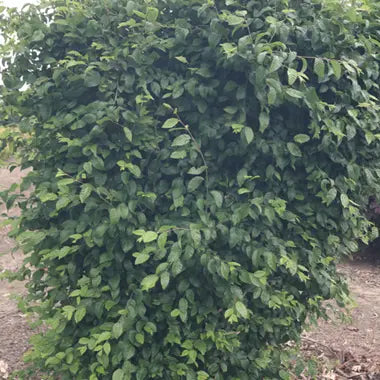 Carpinus coreana 'Model Rocket'