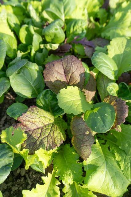 Fall Veggies 606's