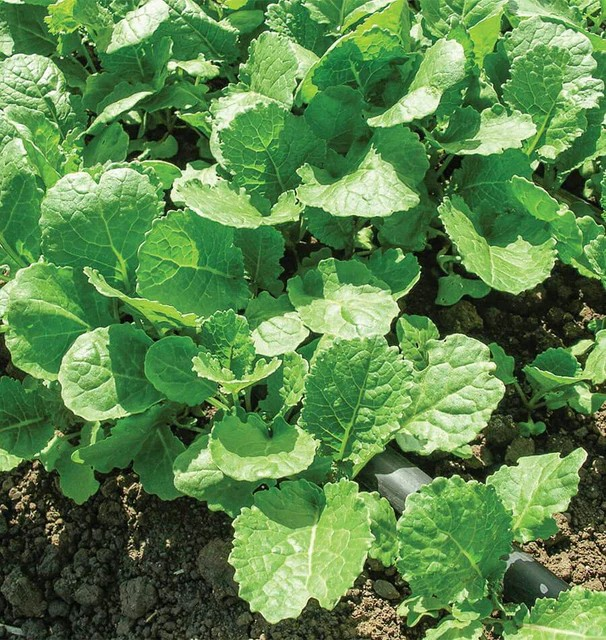 Kale - Ethiopian