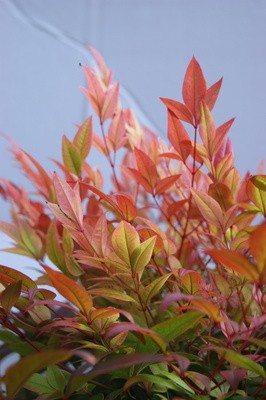 Nandina 'Sunset Boulevard'