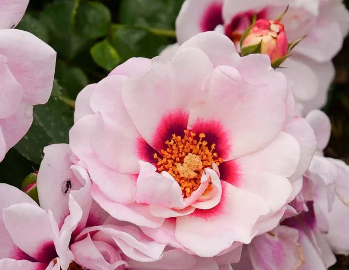 Rosa Ringo 'Double Pink'