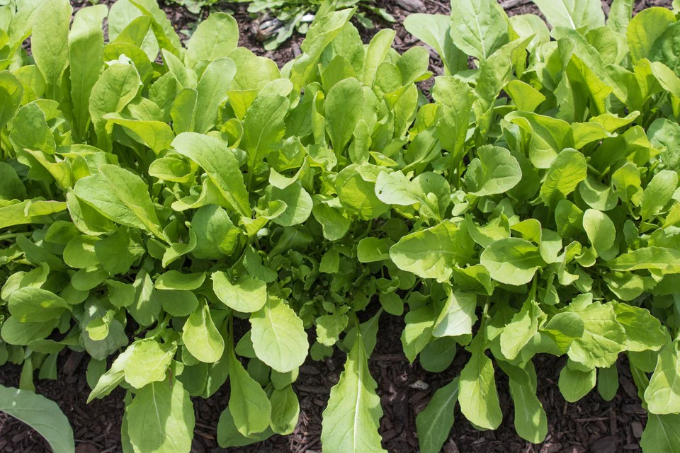 Arugula - Common - Seed Tape