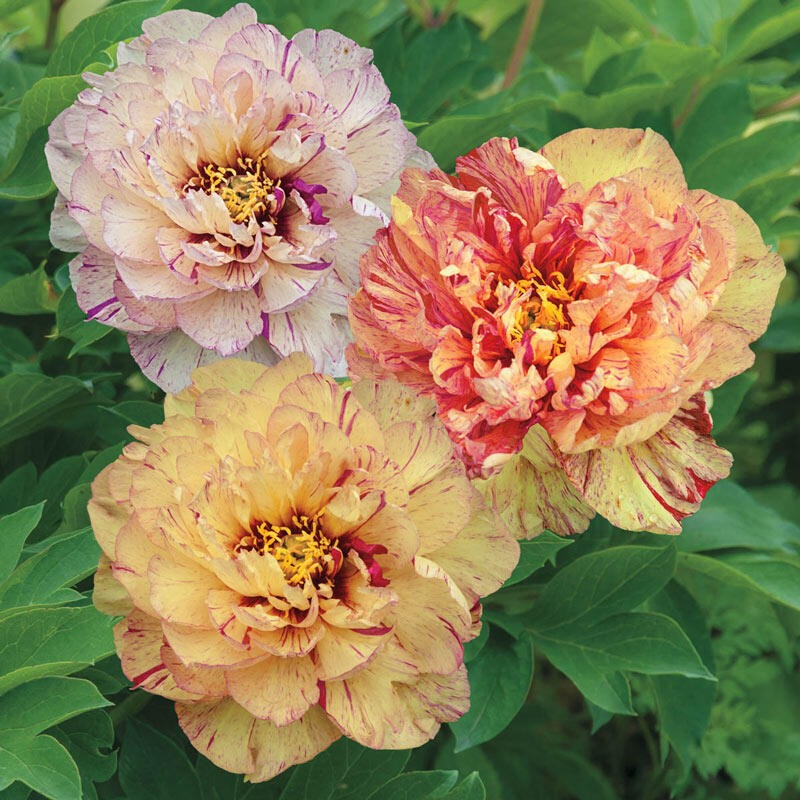 Paeonia itoh 'Lollipop'