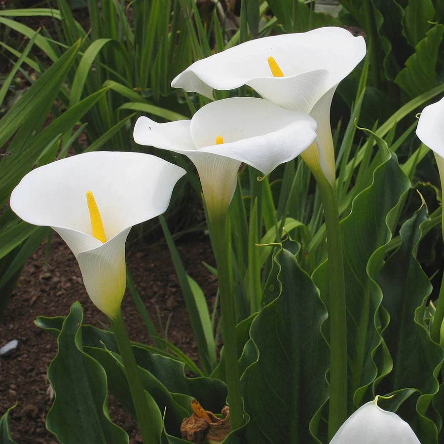 Calla aethiopica 'Snow White'