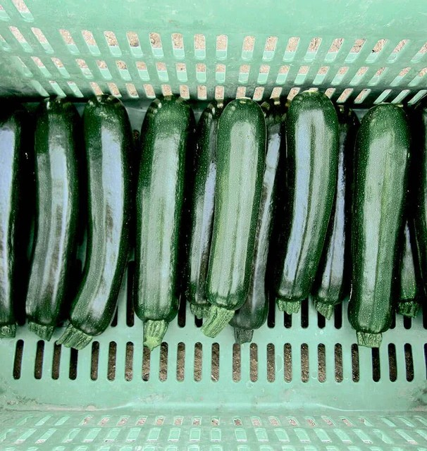 Squash - Desert