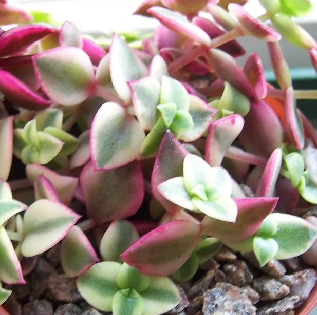 Crassula pellucida 'Calico Kitten'