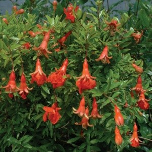 Pomegranate-Punica granatum 'Sochi Dwarf'